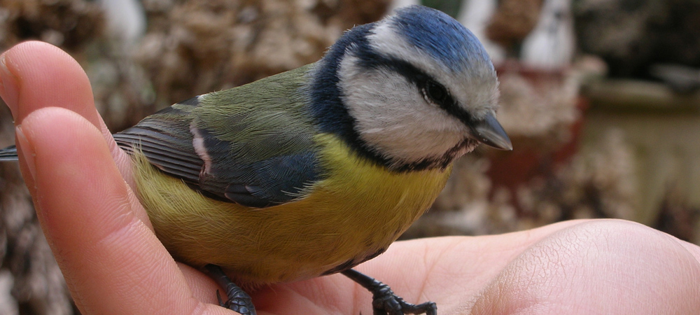 Mésange bleue (ou charbonnière) posée sur la main d'un enfant, oiseau sauvage aux couleurs vives jaune, bleu et blanc, moment de connexion avec la nature, photographie animalière et instant de douceur.