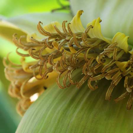 Macro 01