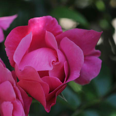 Macro 02