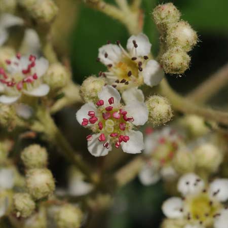 Macro 03
