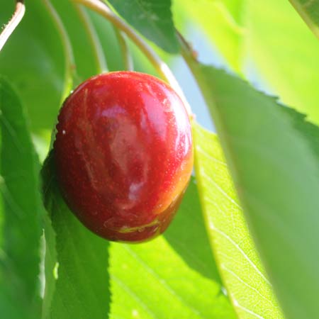 Macro