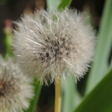 Macro 07