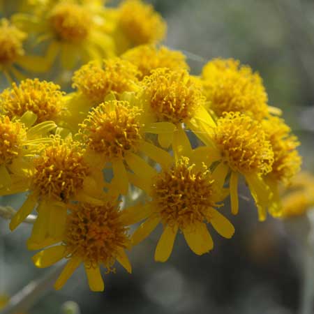 Macro 08