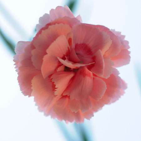 Macro 09