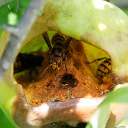 Macro 10